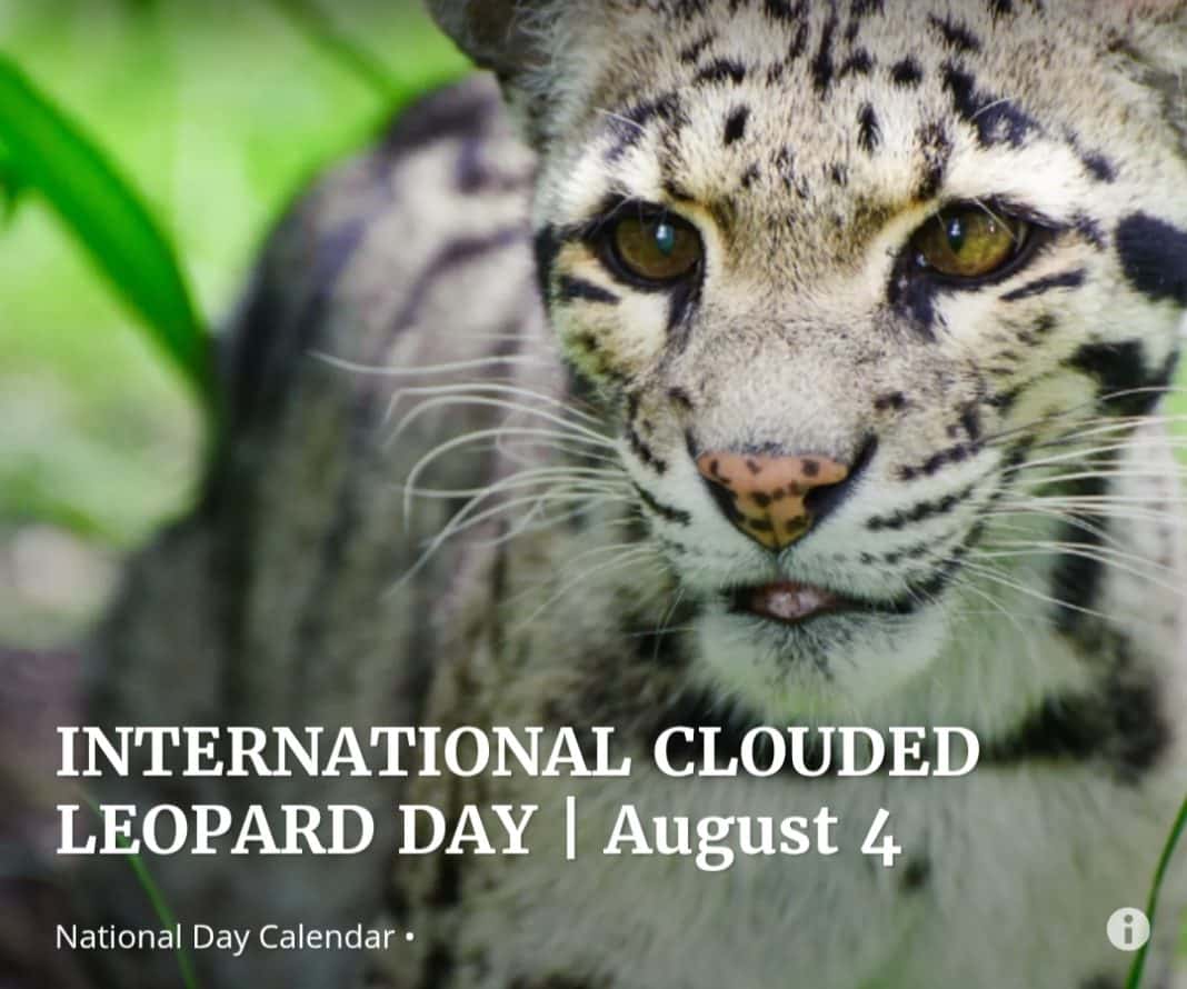 Menyelamatkan Macan Dahan, Sang Penjelajah Pepohonan