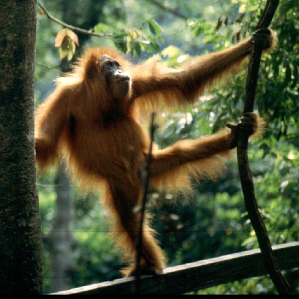 Tren Baru, Anak Muda Medan Pilih Liburan Hijau, Alam Jadi Destinasi Favorit 1 Tren Baru, Anak Muda Medan Pilih Liburan Hijau, Alam Jadi Destinasi Favorit